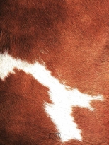 cowhide